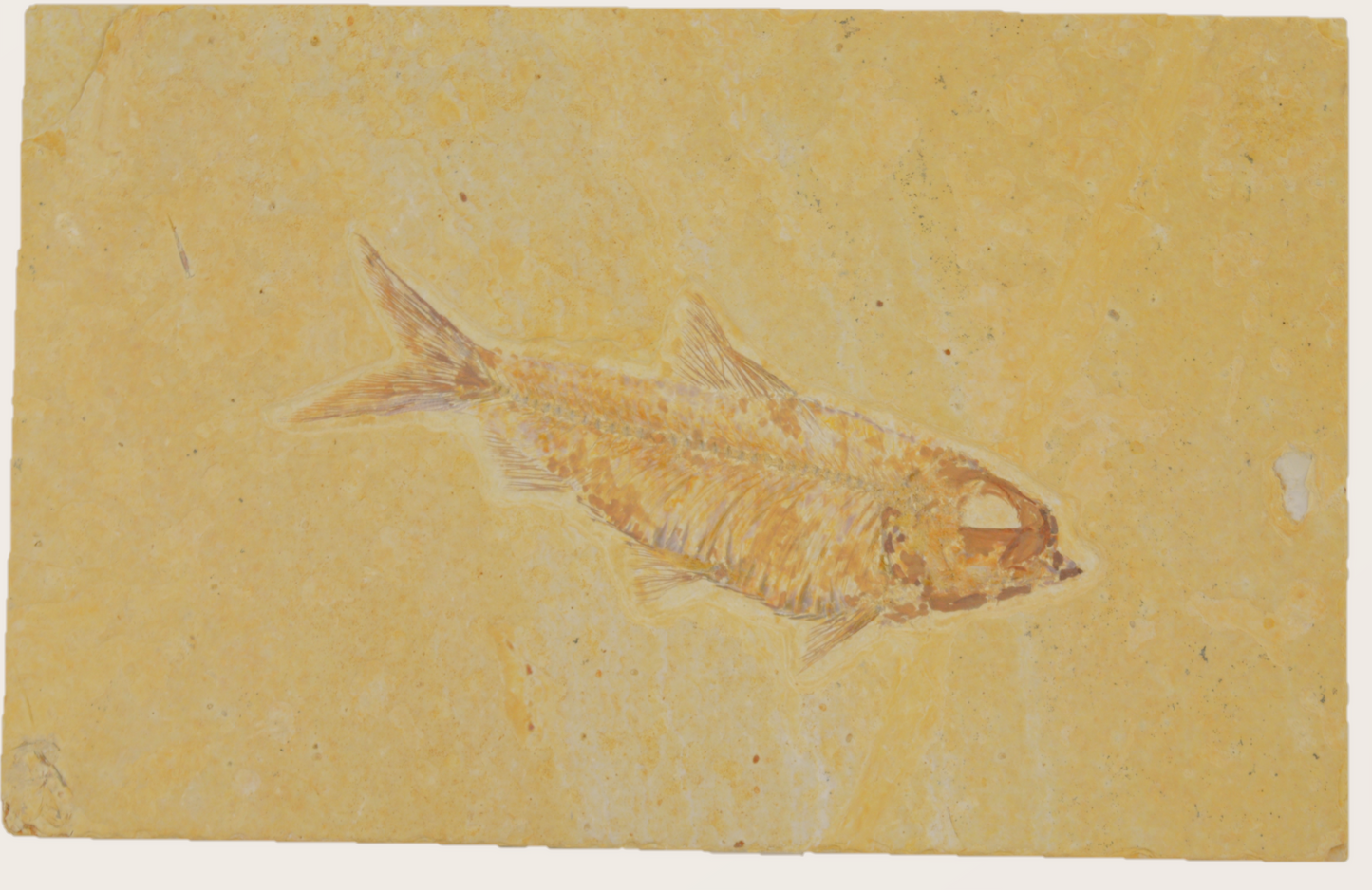 Knightia fossielen vis (Wyoming, U.S.A.)
