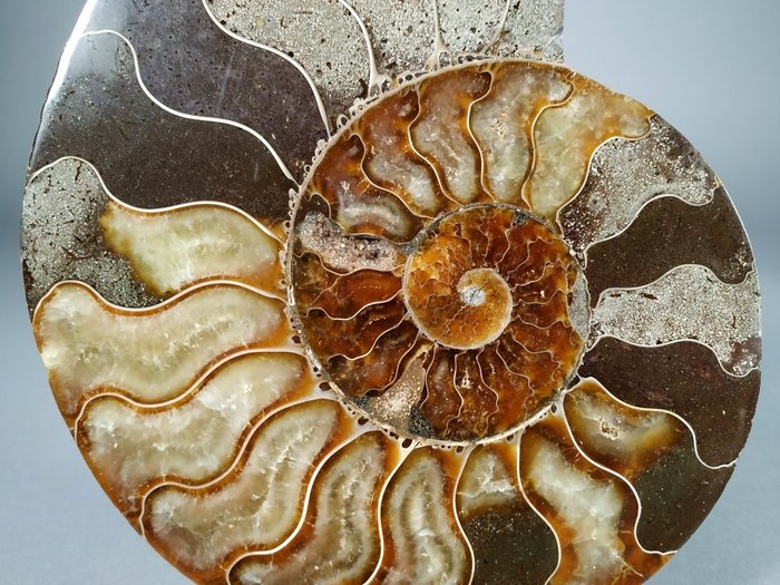 Beautiful cut Ammonite